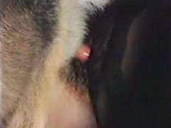 Ohknotty dog sex with furry dog